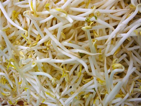 What are the symptoms of bean sprout poisoning?
