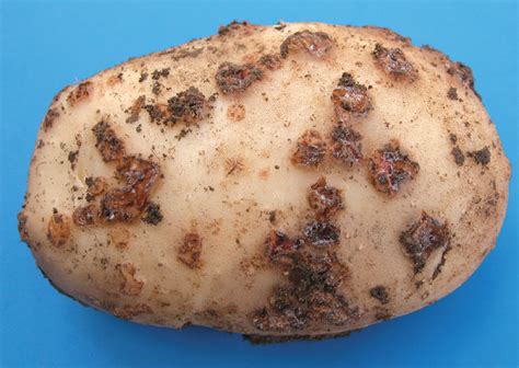 What are the symptoms of potato fungus?