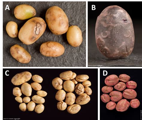 What are the symptoms of potato virus?