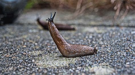 What are the symptoms of slug poison?