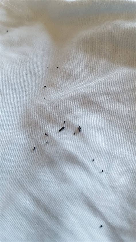 What are the tiny black crumbs on my bed?