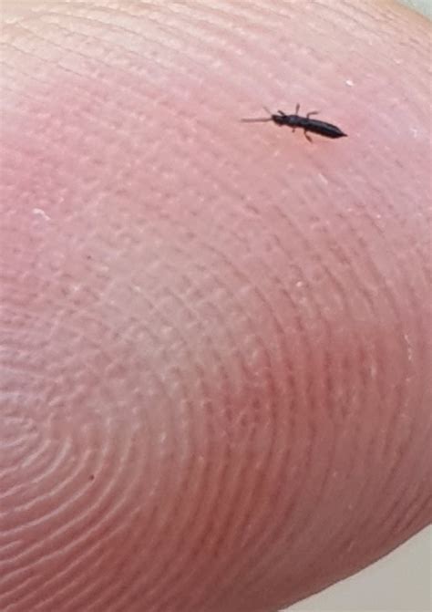 What are the tiny thin black bugs?