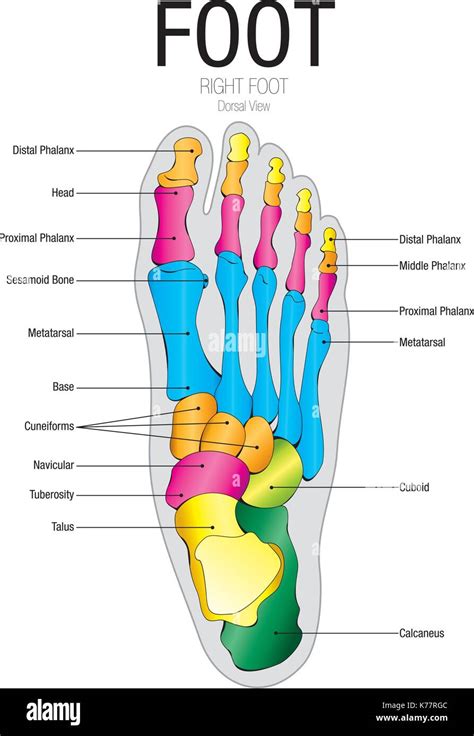 What are the toes anatomically named?