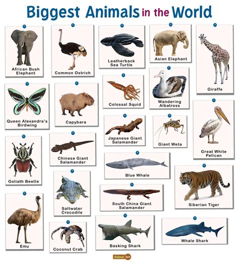 What are the top 3 biggest animals?