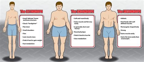 What are the top 3 body types?