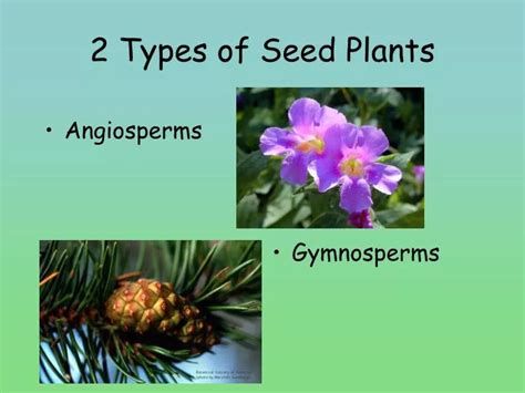 What are the two main types of seeds?