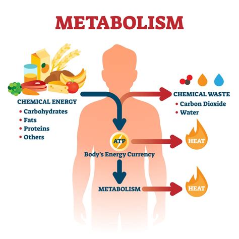 What are the two phases of food metabolism?