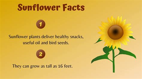 What are three facts about sunflowers?