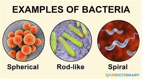 What are three of the most common harmful bacteria found on cell phones?