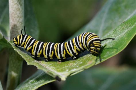 What are three things about caterpillars?