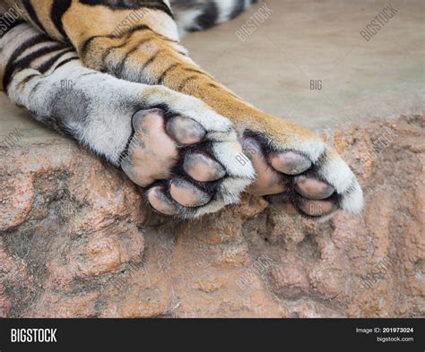 What are tiger toes?