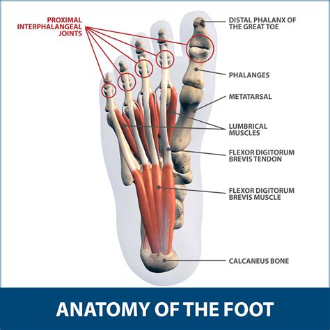 What are toes called in anatomy?