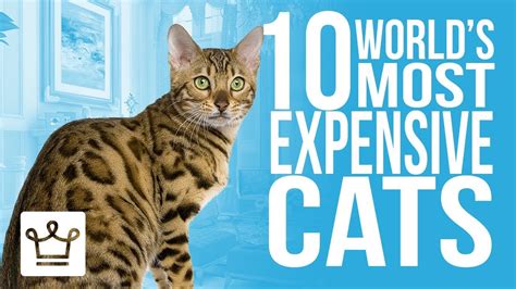 What are top 10 most expensive cats?