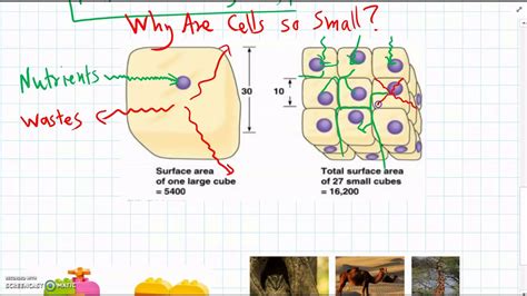 What are two reasons why cells are so small in size?