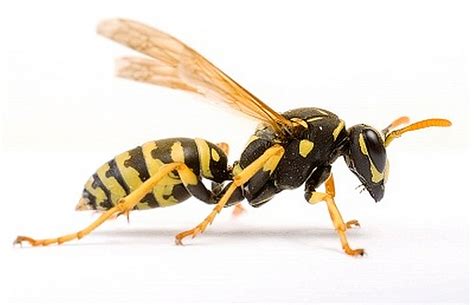 What are wasps afraid of?