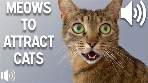 What attracts a cat to a person?