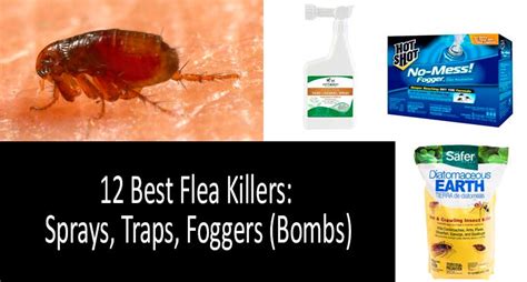 What attracts and kills fleas?