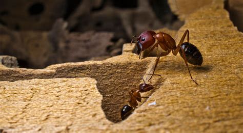 What attracts ants the fastest?