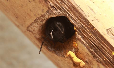 What attracts carpenter bees?