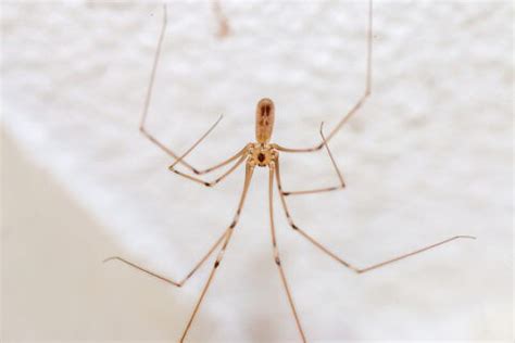 What attracts daddy long-legs?