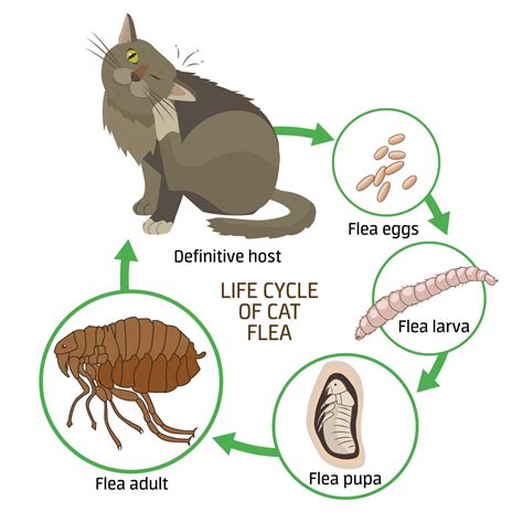 What attracts fleas other than animals?