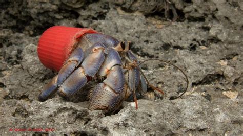 What attracts hermit crabs?