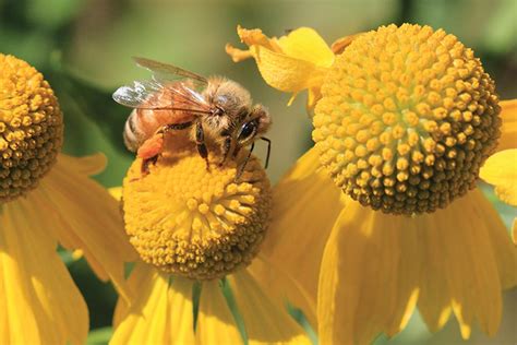 What attracts honey bees the most?