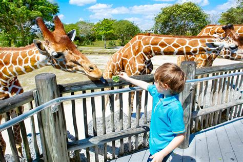 What attracts more visitors in the zoo?