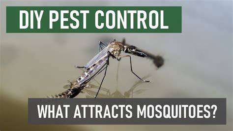 What attracts mosquitoes and kills them?