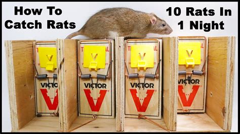 What attracts rats to a trap?