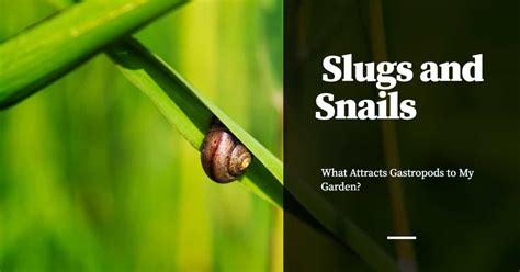 What attracts slugs the most?