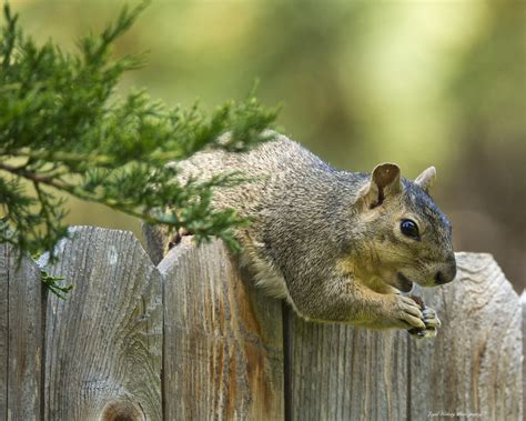 What attracts squirrels the best?