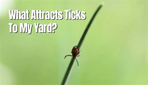 What attracts ticks the most?