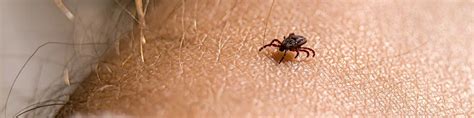 What attracts ticks to humans?