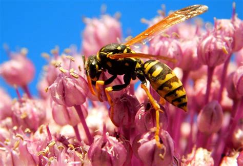 What attracts yellow jackets?