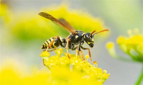 What attracts yellow jackets the most?