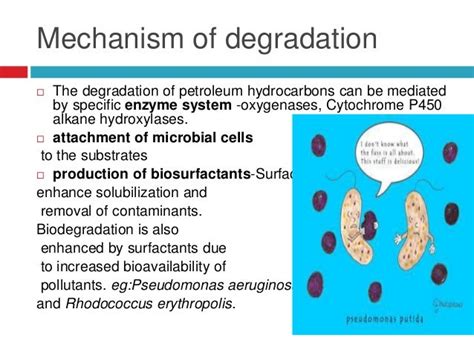 What bacteria can degrade crude oil?