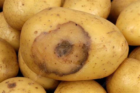 What bacteria causes potato rot?