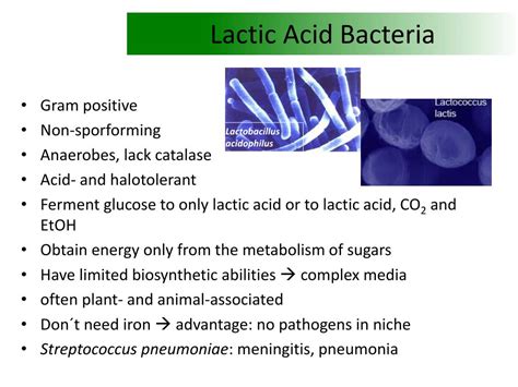 What bacteria creates lactic acid?