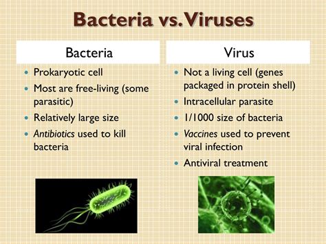 What bacteria do antibiotics not kill?