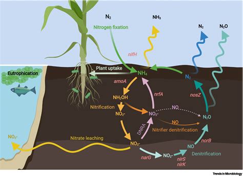 What bacteria eats nitrogen?