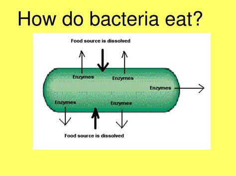 What bacteria eats salt?