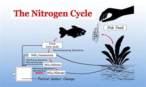 What bacteria gets rid of ammonia?