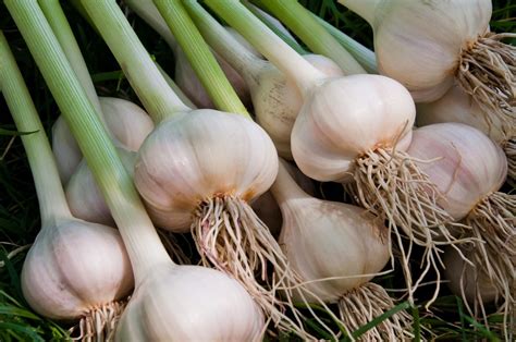 What bacteria grows in garlic?