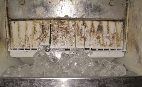 What bacteria is in restaurant ice?