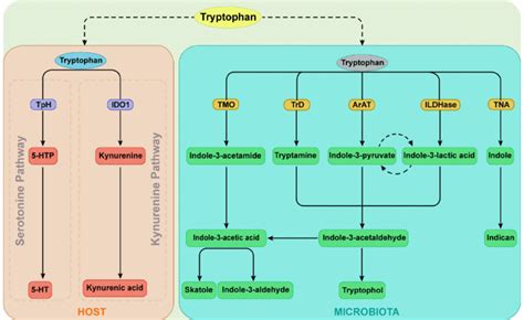 What bacteria produces tryptophan?