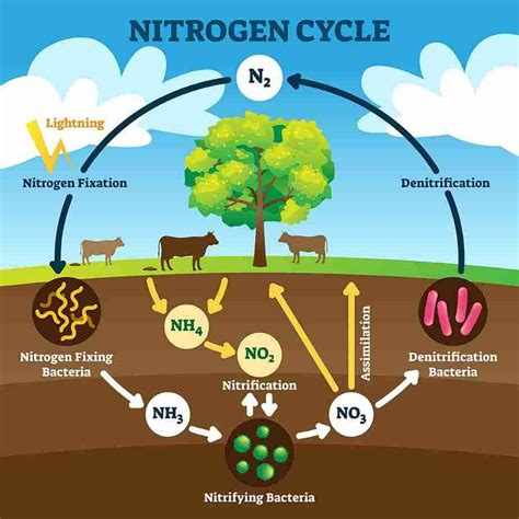 What bacteria removes nitrogen from soil?