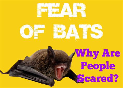 What bats are afraid of?