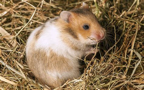 What bedding is toxic to hamsters?