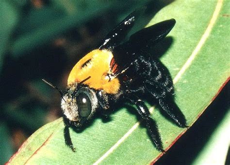 What bee is black and yellow?